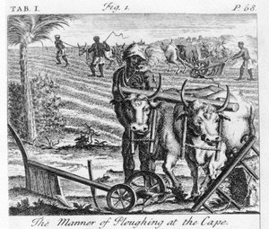 The Manner of Ploughing at the Cape, an Illustration in 